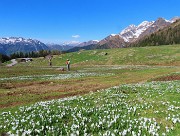 13 Bianco il Tre Signori, bianchi i crocus nell'erba verde
